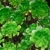 Close up of an ornamental Aeonium - succulent (Pinwheel) stock photo © brozova