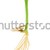 citrouille · usine · croissant · semences · isolé · blanche - photo stock © brozova