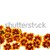 Marigold  flower heads over white background stock photo © brozova
