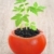 Young tomato plant growing, evolution concept stock photo © brozova