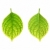 Iron deficiency of Hydrangea macrophylla leaf - chlorosis stock photo © brozova