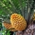 Cycad cone, Encephalartos Transvenosus stock photo © brozova