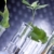 plantas · laboratório · genético · ciência · flor · médico - foto stock © BrunoWeltmann