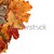 Autumn multicolor maple leafs stock photo © BSANI