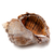 Empty shell from rapana venosa stock photo © BSANI