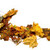 Autumn multicolor dry maple leafs stock photo © BSANI