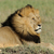 oroszlán · gyönyörű · Cézár · fű · portré · Afrika - stock fotó © byrdyak