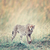 gepard · Afryki · Kenia · Afryki · piękna - zdjęcia stock © byrdyak