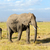 слон · парка · Кения · Африка · ребенка · трава - Сток-фото © byrdyak