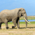 Elephant in National park of Kenya stock photo © byrdyak
