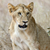 тесные · лев · парка · Кения · Африка · кошки - Сток-фото © byrdyak