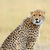 gepárd · vad · afrikai · gyönyörű · emlős · állat - stock fotó © byrdyak
