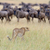 Afryki · gepard · piękna · ssak · zwierząt - zdjęcia stock © byrdyak