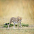 gepárd · vad · afrikai · gyönyörű · emlős · állat - stock fotó © byrdyak