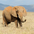 слон · парка · Кения · Африка · ребенка · трава - Сток-фото © byrdyak