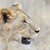 Close lion in National park of Kenya stock photo © byrdyak