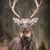 Deer stock photo © byrdyak