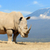 Rhino stock photo © byrdyak