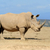 African white rhino stock photo © byrdyak