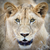 лев · портрет · тесные · парка · Кения · Африка - Сток-фото © byrdyak
