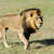 oroszlán · fű · Kenya · park · arc · természet - stock fotó © byrdyak