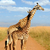 zsiráf · park · Kenya · Afrika · szem · arc - stock fotó © byrdyak