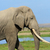 слон · парка · Кения · большой · Африка · ребенка - Сток-фото © byrdyak