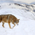 wilk · górskich · piękna · szary · zimą - zdjęcia stock © byrdyak