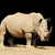 Rhino on dark background stock photo © byrdyak