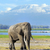 слон · парка · Кения · трава · фон · горные - Сток-фото © byrdyak