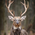 Deer stock photo © byrdyak