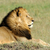 oroszlán · gyönyörű · Cézár · fű · portré · Afrika - stock fotó © byrdyak