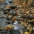 spadek · strumienia · shot · pozostawia · jesienią · skał - zdjęcia stock © ca2hill