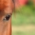 Horse Eye stock photo © ca2hill