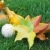 dovleci · colorat · decorativ · iarbă · grădină · fundal - imagine de stoc © Calek