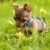 Little dog called toy terrier and grass stock photo © carenas1
