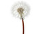 alb · păpădie · macro · pufos · floare · mână - imagine de stoc © chesterf