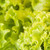 fresh green closeup salad stock photo © chesterf