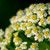 blanco · mojado · flores · naturales · espacio · de · la · copia · texto - foto stock © chesterf