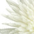 crizantema · mugur · alb · floare · natură - imagine de stoc © chesterf