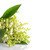 Lily · poste · macro · espace · de · copie · texte · printemps - photo stock © chesterf
