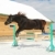 Jumping horse stock photo © cookelma