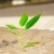 Young plant stock photo © cookelma