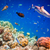 Tropical Coral Reef. stock photo © cookelma