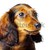 Welpen · Dackel · weiß · Hund · Haustiere · isoliert - stock foto © cookelma