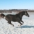 Skipping horse. stock photo © cookelma
