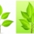 növény · zöld · levél · fehér · illusztráció · vektor · háttér - stock fotó © creatOR76