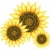 Sonnenblumen · groß · Blume · gelb · weiß · Hintergrund - stock foto © creatOR76