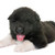 puppy american akita stock photo © cynoclub
