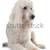 標準 · 獅子狗 · 白 · 動物 · 寵物 · 白色背景 - 商業照片 © cynoclub